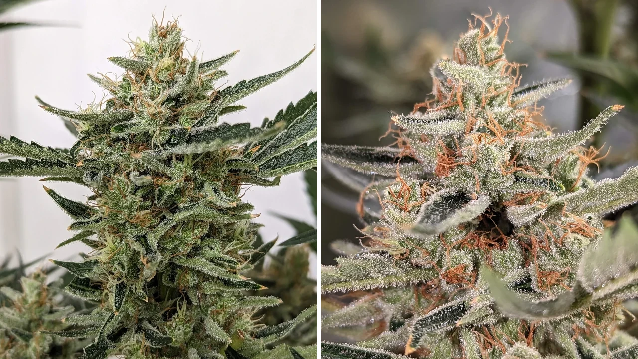 Jack Herer Auto from WeedSeedsExpress grown by Theia on Growdiaries